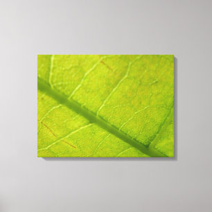 Green Leaf Botanische Natuur Fotografie Canvas Afdruk