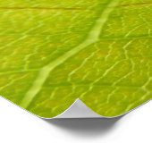Green Leaf Botanische Natuur Fotografie Poster (Hoek)
