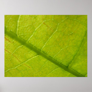 Green Leaf Botanische Natuur Fotografie Poster