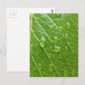 Green Leaf Briefkaart (Voorkant / Achterkant)