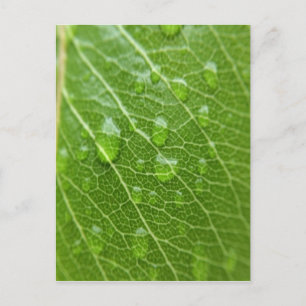 Green Leaf Briefkaart