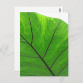 Green Leaf Briefkaart (Voorkant / Achterkant)
