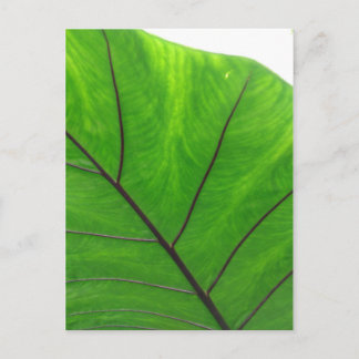 Green Leaf Briefkaart