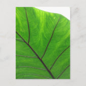 Green Leaf Briefkaart (Voorkant)