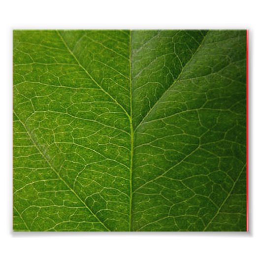 Green Leaf Foto Afdruk (Voorkant)