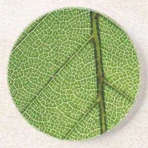 Green Leaf in detail Zandsteen Onderzetter