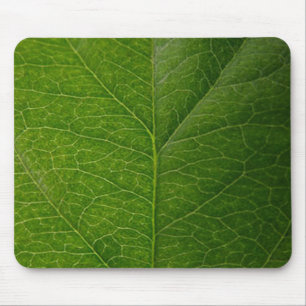 Green Leaf Muismat