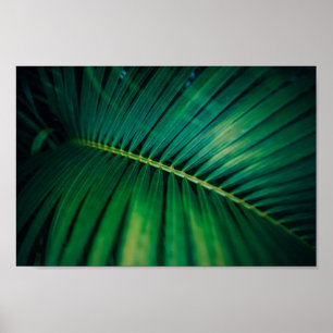 Green Leaf Palm Frond Tropische Natuur Foto Poster