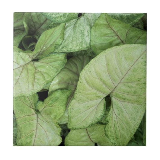 Green Leaf Print Tegeltje (Voorkant)