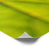 Green Leaf Veins Poster (Hoek)