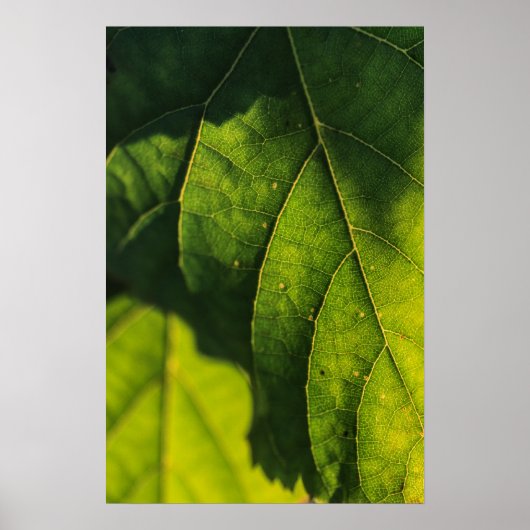 Green Leaf Veins Poster (Voorkant)