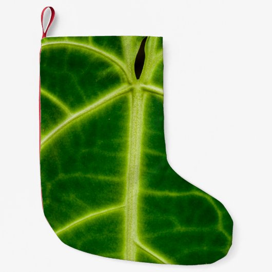 Green-leafed plant kleine kerstsok (Voorkant)