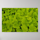 Green Leafy Texture Background Canvas of Poster (Voorkant)