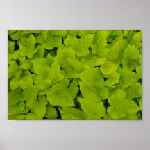 Green Leafy Texture Background Canvas of Poster