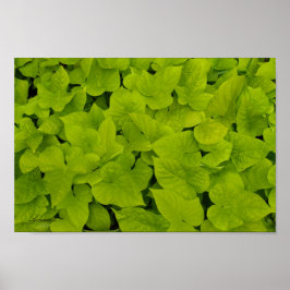 Green Leafy Texture Background Canvas of Poster