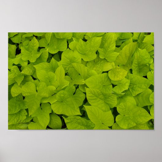 Green Leafy Texture Background Canvas of Poster (Voorkant)