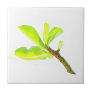 Green Leaves Kudu Lily Natuur Feel Tegeltje