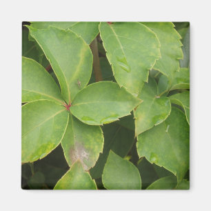 Green Leaves Magnet