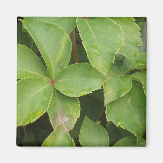 Green Leaves Magnet (Voorkant)