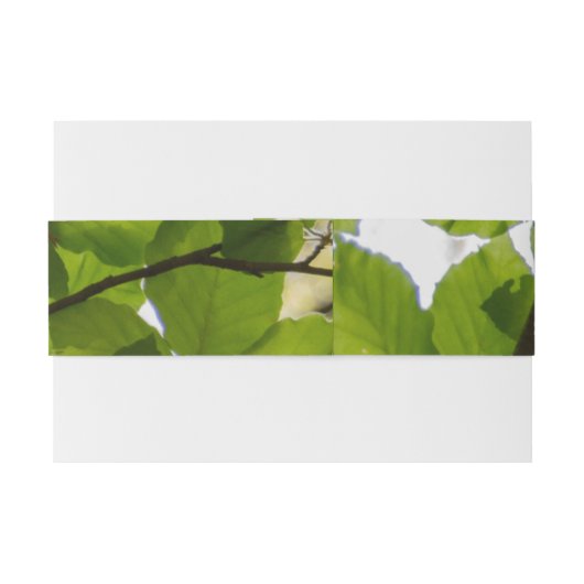 Green Leaves Wedding Belly Band Uitnodigingen Wikkel (Achterkant Voorbeeld)