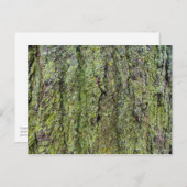 Green Lichen op boomschors Briefkaart (Voorkant / Achterkant)