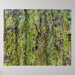 Green Lichen over de Natuur van de boomschors Poster