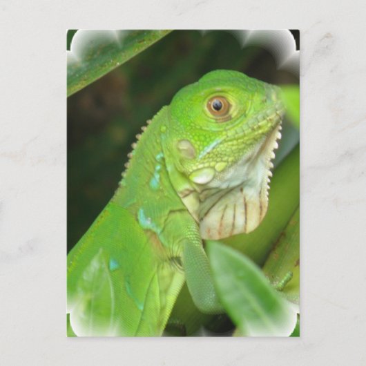 Green Lizard Briefkaart (Voorkant)
