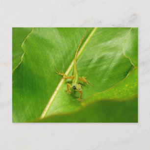 Green Lizard op Green Leaf Briefkaart