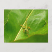 Green Lizard op Green Leaf Briefkaart (Voorkant)