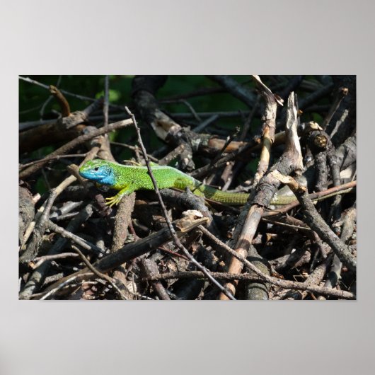 Green Lizard Photo Value Poster Paper (Voorkant)