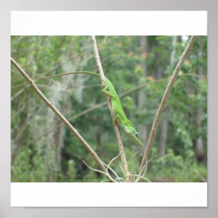 Green Lizard Poster