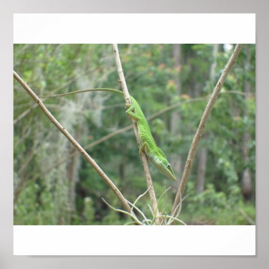 Green Lizard Poster (Voorkant)