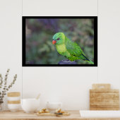 Green Lorikeet Poster (Keuken)