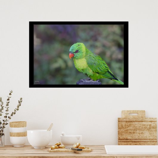 Green Lorikeet Poster (Keuken)