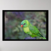 Green Lorikeet Poster (Voorkant)