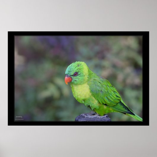 Green Lorikeet Poster (Voorkant)