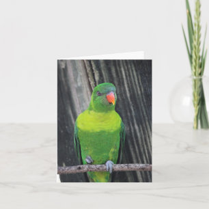 Green Loriket Photo Folded Note Kaart
