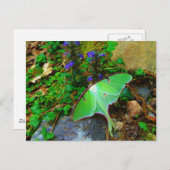 Green Luna moth Briefkaart (Voorkant / Achterkant)