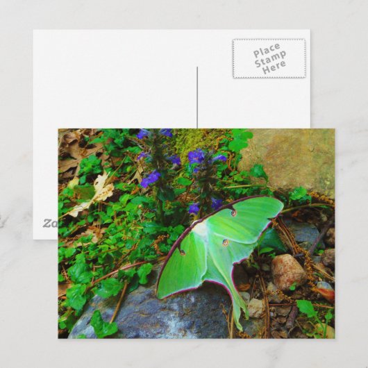 Green Luna moth Briefkaart (Voorkant / Achterkant)