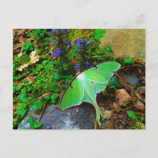 Green Luna moth Briefkaart (Voorkant)