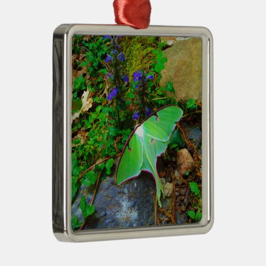 Green Luna moth Metalen Ornament (Rechts)