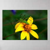 Green Lynx Spider Poster (Voorkant)