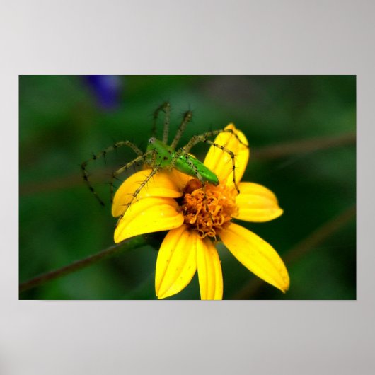 Green Lynx Spider Poster (Voorkant)
