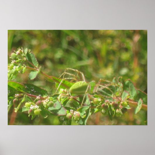 Green Lynx Spider Poster (Voorkant)