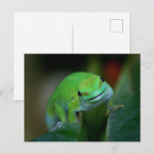 Green Madagascan Day Gecko Briefkaart (Voorkant / Achterkant)