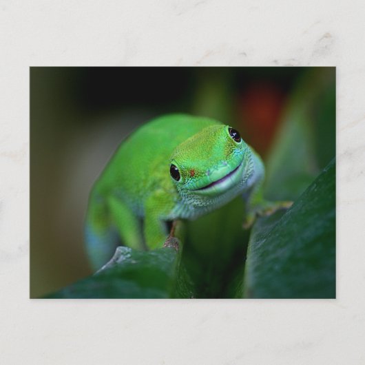 Green Madagascan Day Gecko Briefkaart (Voorkant)