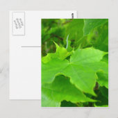 Green Maple Briefkaart (Voorkant / Achterkant)