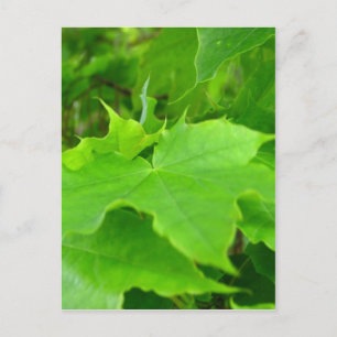 Green Maple Briefkaart