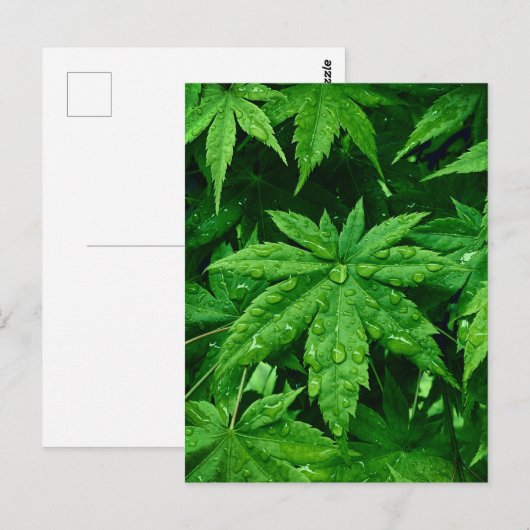 GREEN Maple in lente Briefkaart (Voorkant / Achterkant)