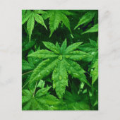 GREEN Maple in lente Briefkaart (Voorkant)